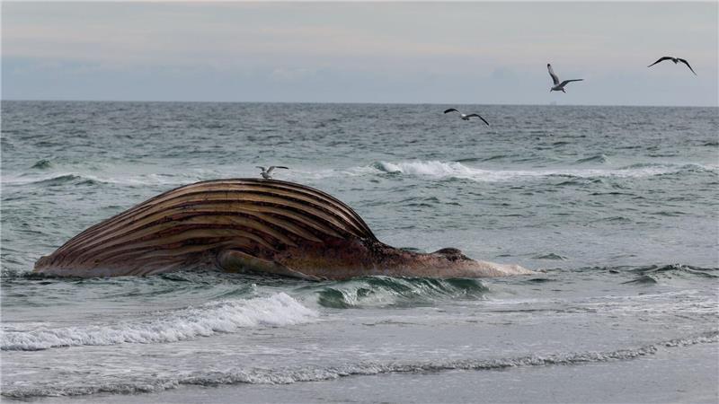 Verwesender Buckelwal wird an Land gezogen Seit Wochen liegt der Wal-Kadaver vor Anholt. Ein Transportversuch scheiterte.