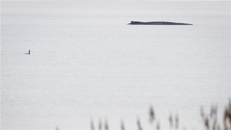 Seit dem 31. März liegt der Buckelwal in etwa 1,50 Meter Wassertiefe vor Poel.