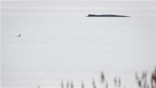 Seit dem 31. März liegt der Buckelwal in etwa 1,50 Meter Wassertiefe vor Poel.
