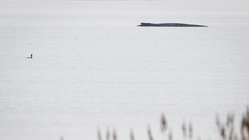 Seit dem 31. März liegt der Buckelwal in etwa 1,50 Meter Wassertiefe vor Poel.