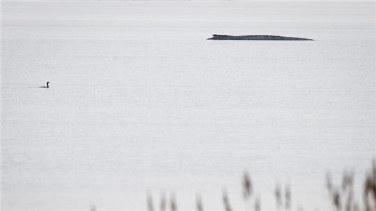 Seit dem 31. März liegt der Buckelwal in etwa 1,50 Meter Wassertiefe vor Poel.