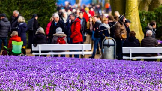 Seit den 1990er Jahren feiert Husum das Krokusblütenfest (Archivbild).