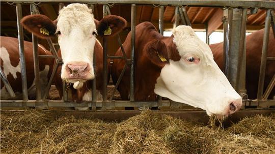 Seit mehr als 125 Jahren gibt es die Molkereigenossenschaft Lamstedt. Sie ist vor allem durch ihre Produkte Butter, Sahne und Frischmilch bekannt.