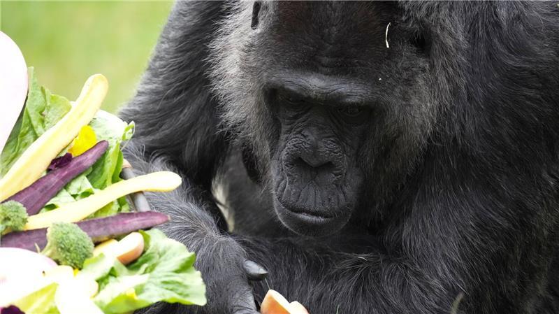 Seit mehr als sechs Jahrzehnten lebt Fatou im Berliner Zoo.