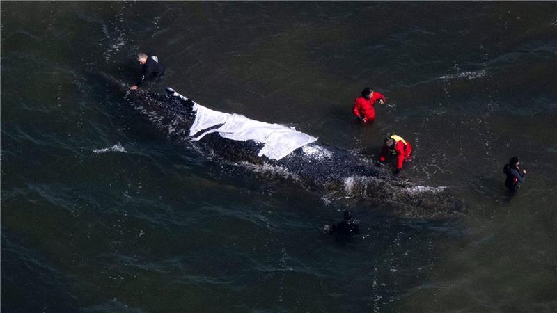 Seit rund drei Wochen steckt der Buckelwal in einer Bucht vor der Ostsee-Insel Poel fest.