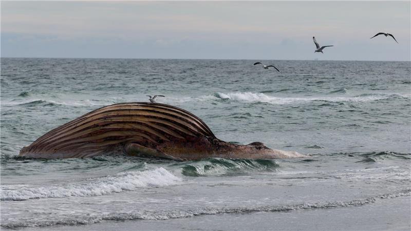 Seit rund zwei Wochen liegt der Kadaver aufgebläht am Strand von Anholt.