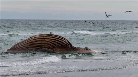 Seit rund zwei Wochen liegt der Kadaver aufgebläht am Strand von Anholt.