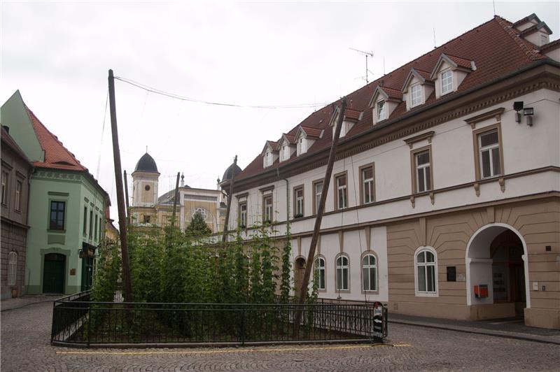 Tschechien: Saazer Hopfenlandschaft wird Unesco-Welterbe Selbst mitten in Zatec wächst ein kleines Hopfenfeld (Archivbild).