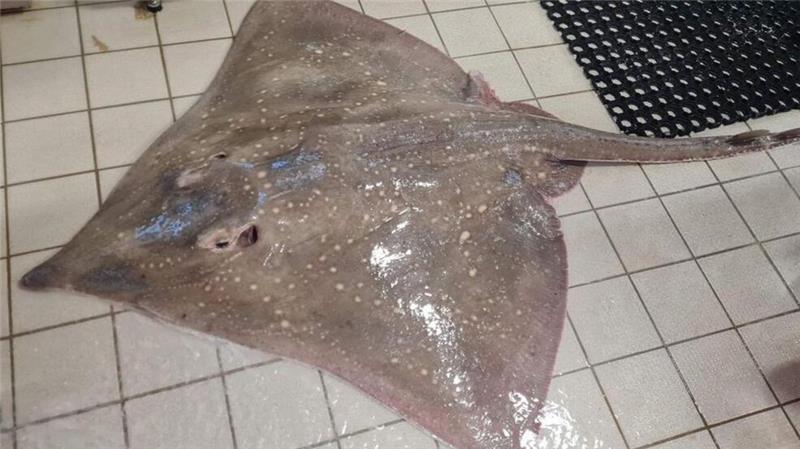 Neues aus der Nordsee: Was Fischereiforschern ins Netz geht Selten: der Große Glattrochen, mit seinen knapp 1,70 Metern noch ein Jungtier. Der Rochen wurde wieder ins Meer gesetzt.