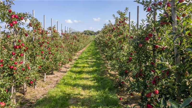 Senkrechte Photovoltaik-Module sollen an ungenutzten Wegrändern im Alten Land sowie an Gräben und Wettern Strom für die Betriebe liefern.