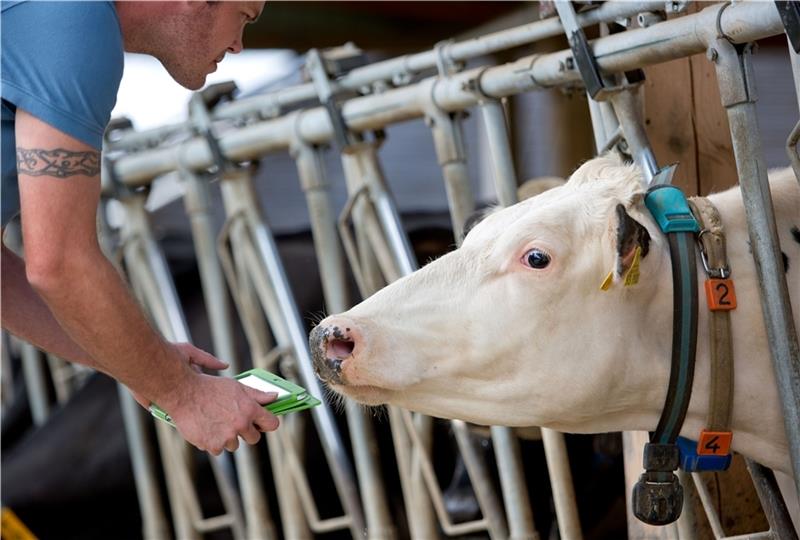 Sensoren erfassen Daten über die Aktivität der Kühe, ihre Körpertemperatur und über ihr Fressverhalten. Foto: dpa/Krato