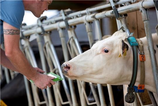 Sensoren erfassen Daten über die Aktivität der Kühe, ihre Körpertemperatur und über ihr Fressverhalten. Foto: dpa/Krato