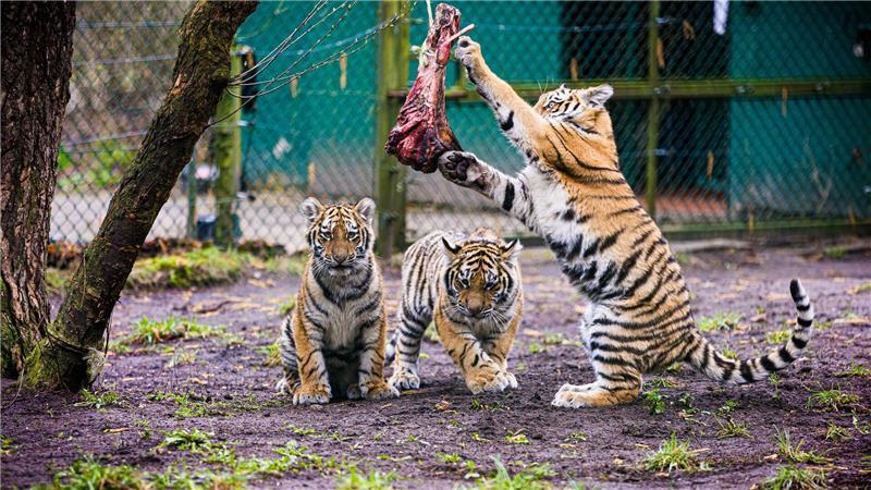 Serengeti-Park stellt Tiger-Nachwuchs vor