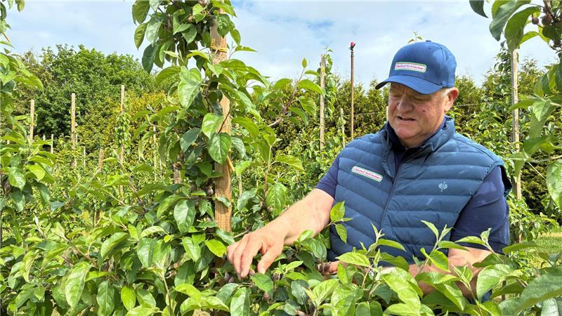 Setzt auf Neues: Obstbauer Claus Schliecker prüft den Fruchtbehang seiner Bloss-Apfelbäume - einer exklusiven Clubsorte.
