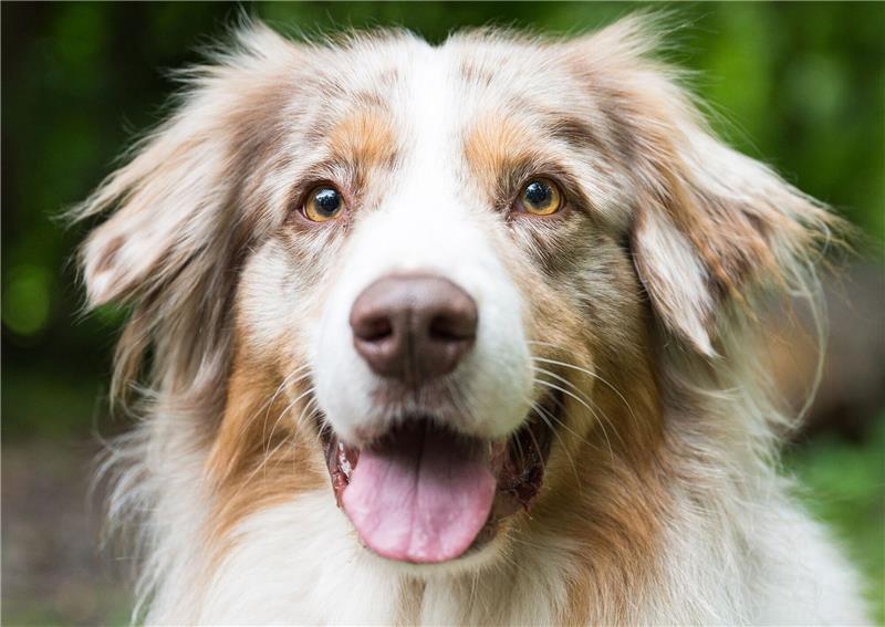 Haustier-Boom: Wie geht es den Corona-Hunden? Shepherd «Toni» blickt in die Kamera.