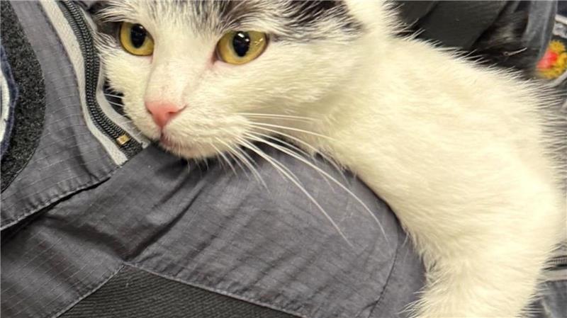 Shila ist sehr zutraulich. Nach ihrer jüngsten Bahnfahrt ließ sie sich problemlos zum Bundespolizeirevier bringen.