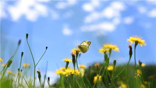 Sich an der bunten Natur freuen statt zu mähen - dafür wirbt die Aktion „mähfreier Mai“
