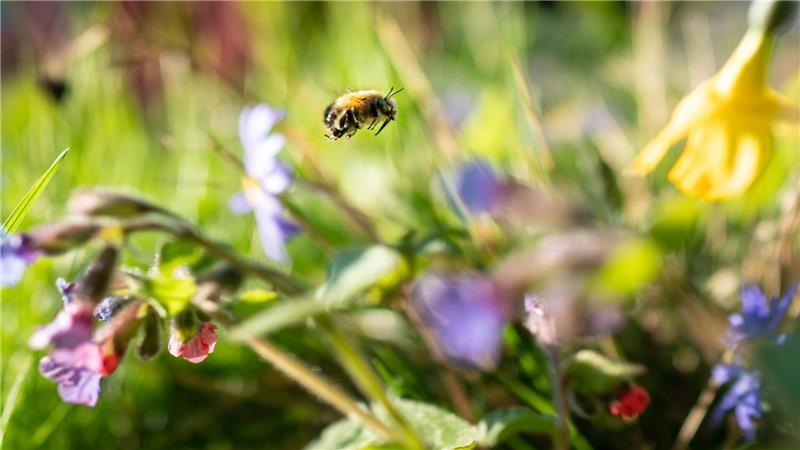 Aktion: Warum der Rasenmäher im Mai im Schuppen bleiben soll Sich an der bunten Natur freuen statt zu mähen - dafür wirbt die Aktion „mähfreier Mai“