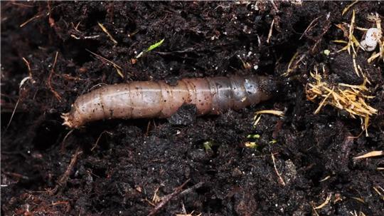 Sie fressen Fußballplätze auf: Das Foto der Landwirtschaftskammer Niedersachsen zeigt die Larve einer Schnake, diese zerstören das Wurzelwerk der Grasnarbe.