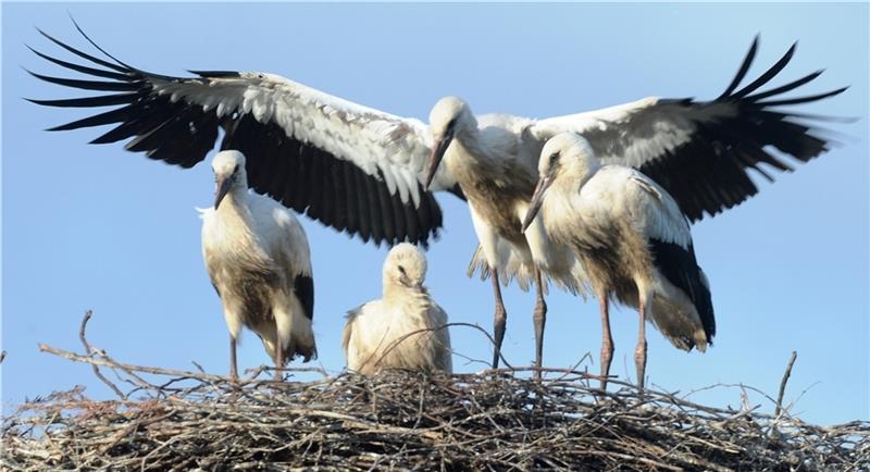 Sie leben: Drei putzmuntere Jungstörche in einem Horst. Foto: Kordländer