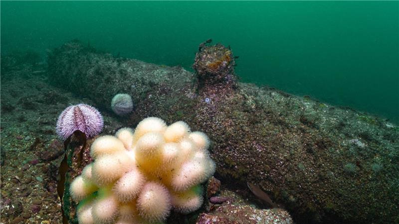 Spektakulärer Fund: Taucher finden englische Kanonen vor Helgoland Sie liegen zwischen Hauptinsel und Düne.