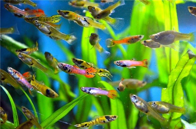 Sie sind Renate Hellers Lieblingsfische: Tigerguppys, die so bunt glänzen, als würden Schmetterlinge unter Wasser fliegen.