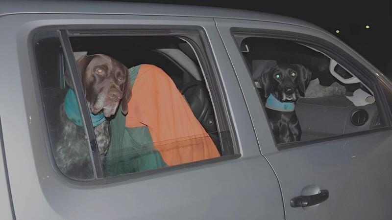 Sie sind stets dabei, wenn Jens Kleinekuhle auf Jad geht: die Jagdhunde Bruno (links) und Chica, zwei Deutsch Kurzhaar.