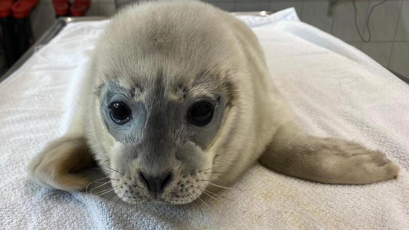 Seehundbaby Fussel: Warum wir schuld an diesen Schicksalen sind Heuler Kate leigt auf einem Tuch.