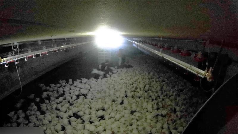 Tierquälerei-Vorwurf in Deinste: Auch Landkreis Stade stellt Strafanzeige Sie werden „wie ein Fußball“ getreten und verenden: Eine Kamera eines Rechercheteams filmt die Tierquälerei.