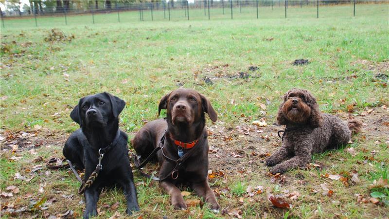 Neuer Hundeplatz in Bargstedt: Wo sich Vierbeiner austoben können Sie wollen hier nur spielen: Orija, Pasco und Theo auf dem neuen Hundeplatz in Bargstedt.