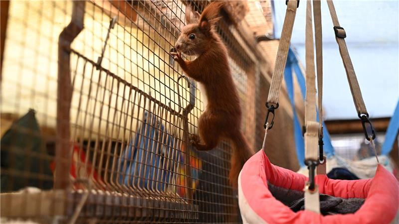 Sie wollen klettern. Ein Blick in die Auffangstation der Eichhörnchen-Hilfe im brandenburgischen Teltow - ein Projekt der Organisation Aktion Tier. 