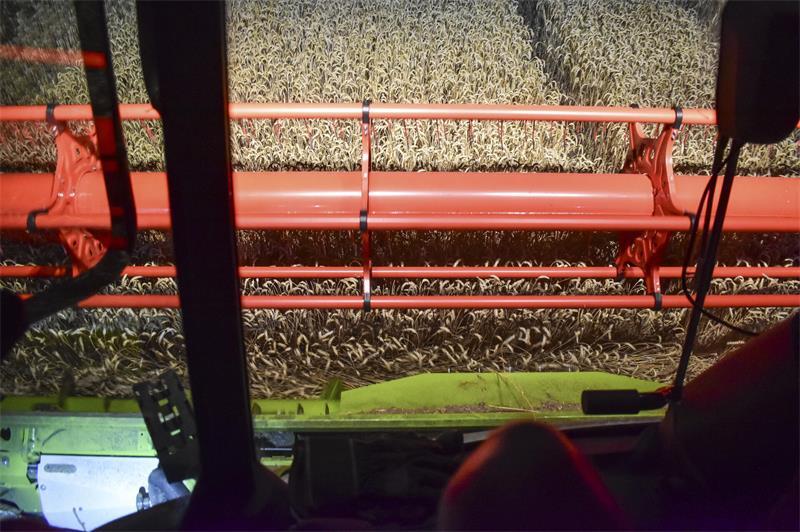 Sieben Meter breit ist das Schneidwerk des Claas Trion. Der Drescher ist 18 Tonnen schwer (Leergewicht mit Schneidwerk) und war beim Neukauf 500.000 Euro teuer.