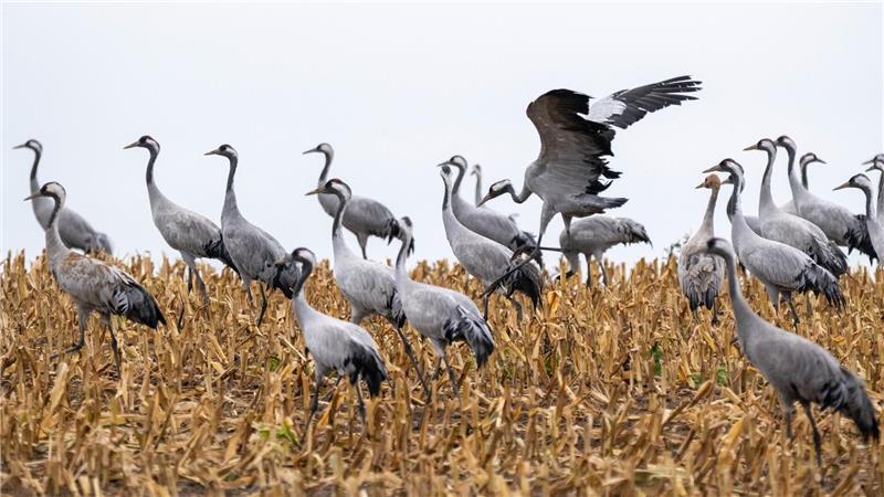Vogelgrippe: Stallpflicht jetzt auch im Nachbarkreis Sieben tot aufgefundene Kraniche sind bislang – Stand Mittwochmittag – im Landkreis Rotenburg positiv auf das aktuelle Vogelgrippe-Virus getestet worden. Ausbrüche in Zucht- und Mastbetrieben sind hier noch keine aufgetreten.