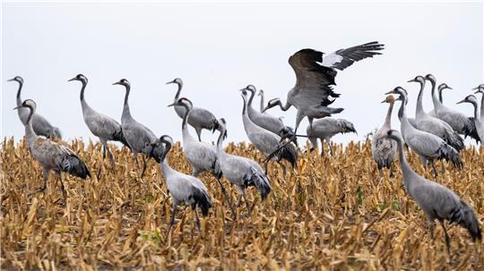 Vogelgrippe: Stallpflicht jetzt auch im Nachbarkreis Sieben tot aufgefundene Kraniche sind bislang – Stand Mittwochmittag – im Landkreis Rotenburg positiv auf das aktuelle Vogelgrippe-Virus getestet worden. Ausbrüche in Zucht- und Mastbetrieben sind hier noch keine aufgetreten.