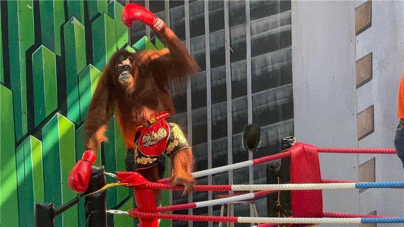 Boxen statt Baumkronen: Orang-Utans als Touristenattraktion Siegerpose eines Orang-Utans – aber Gewinner sind nur die Betreiber.