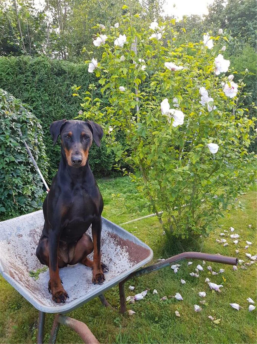 Sieglinde: "Juli, sechs Jahre, kann gut bei der Gartenarbeit helfen. Außerdem is...