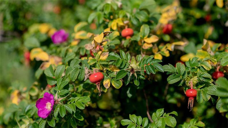Nadelkraut und Co.: Wie problematische Arten bekämpft werden Sieht schön aus, ist aber nicht überall gerne gesehen - die Kartoffelrose (Archivbild).