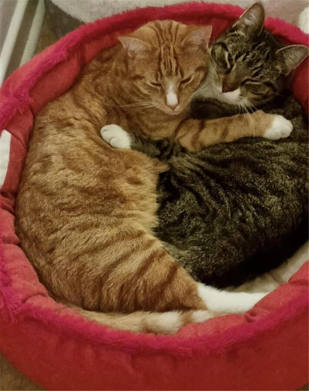 Silvias Katzen Ed und Monty sind ein Herz und eine Seele.