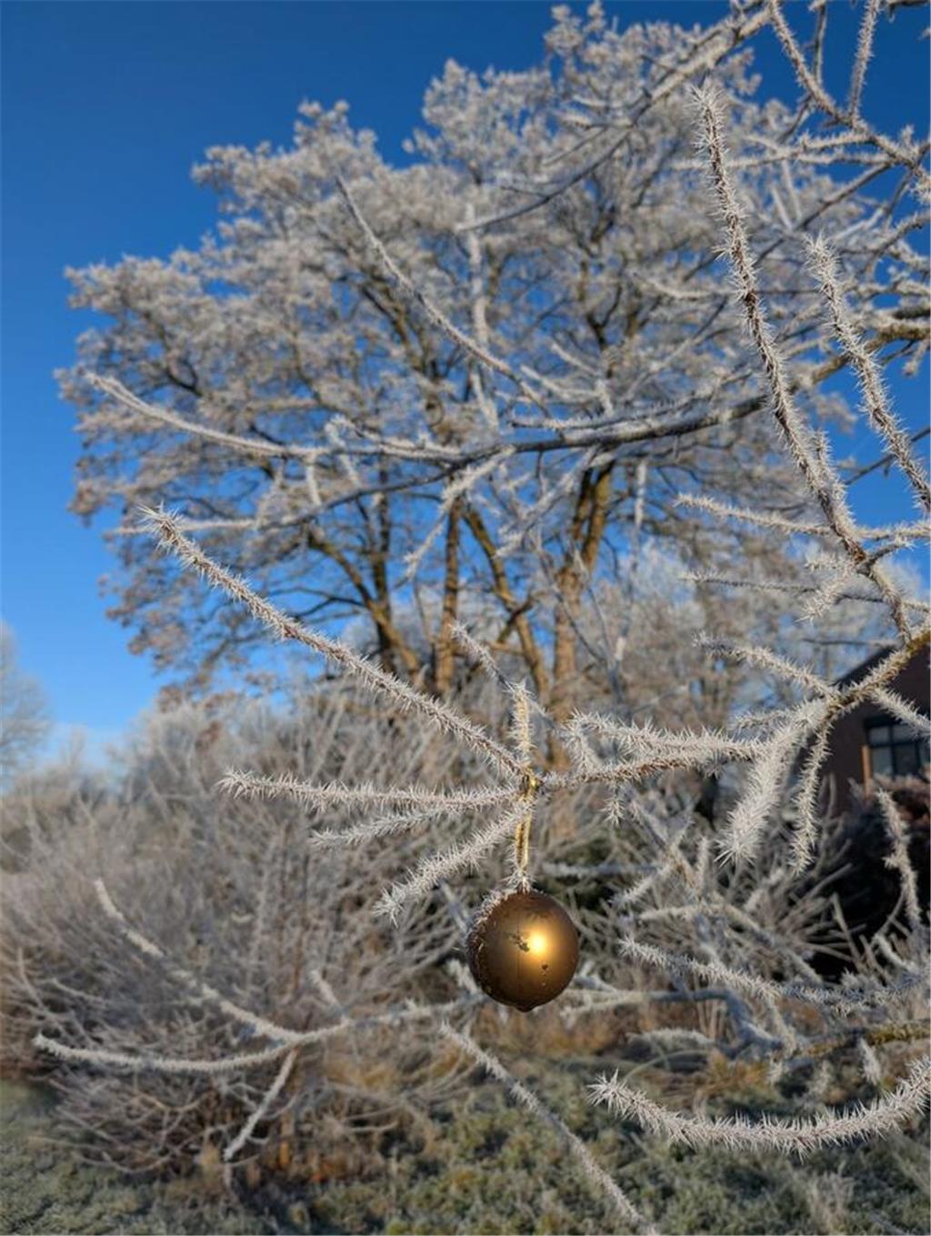 Sina hat in Stade-Ottenbeck eine einsame Weihnachtskugel an einem Baum fotografi...