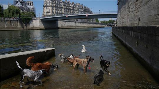 Sind das schon die Hundstag? Hunde baden in der Seine, während die Temperatur in Paris auf bis zu 32 Grad Celsius ansteigt.