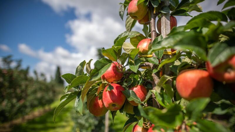 Sind heimische Äpfel klimaschädlicher als importierte? Das zumindest behauptet der Chefökonom der Welthandelsorganisation.