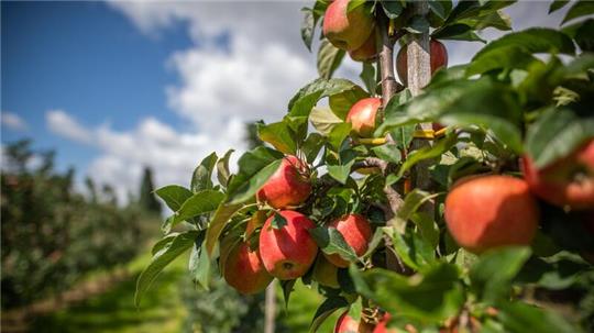 Sind heimische Äpfel klimaschädlicher als importierte? Das zumindest behauptet der Chefökonom der Welthandelsorganisation.