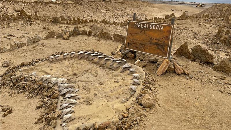 Doch kein Moppelchen: Urzeit-Hai war überraschend schlank Skelettteile des Megalodon wurden in verschiedenen Teilen der Welt gefunden, etwa in Chile. (Archivbild)
