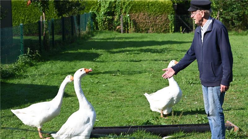 „Ich kann es nicht mehr“ – Ludwig sagt seinen Gänsen Lebwohl Smidt hatte nach eigenen Angaben jahrelang Gänse auf seinem Grundstück in Marienhafe gehalten. (Archivbild)