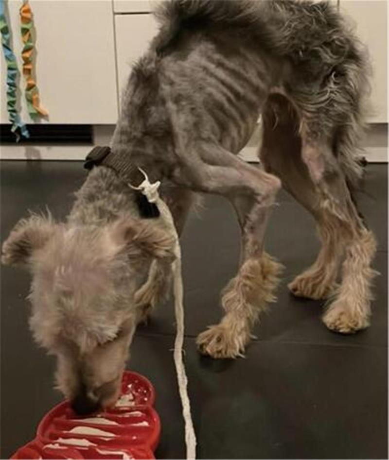 So erbärmlich sah Egon noch im März aus.