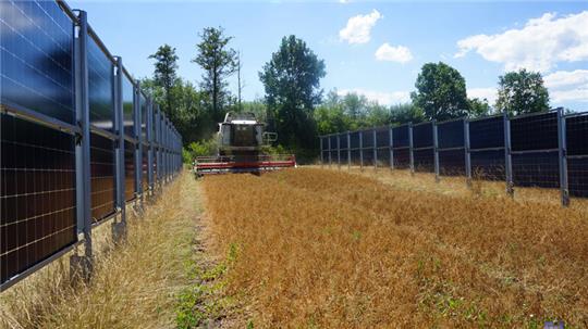 So könnte ein Agri-Solarpark mit senkrechten PV-Modulen auch in Wechtern aussehen. Hier ein Bild von der Futtererbsen-Ernte aus dem Solarpark der Next2Sun in Donaueschingen in Baden-Württemberg.