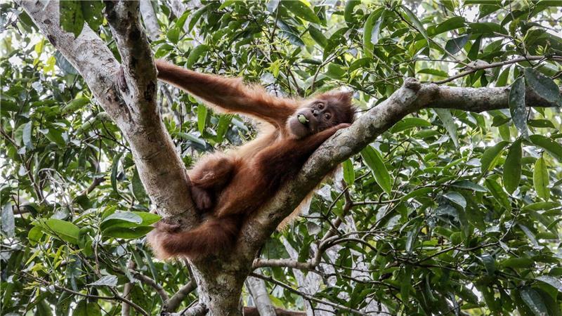 Boxen statt Baumkronen: Orang-Utans als Touristenattraktion So leben Orang-Utans in der Wildnis: Entspannt in den Baumwipfeln. (Symbolbild)
