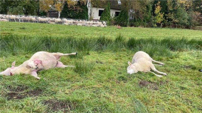 Wolfsrisse zwischen Wohnhäusern: 18 Schafe sterben So nah am Haus schlugen die Tiere zu und bissen die Schafe tot.