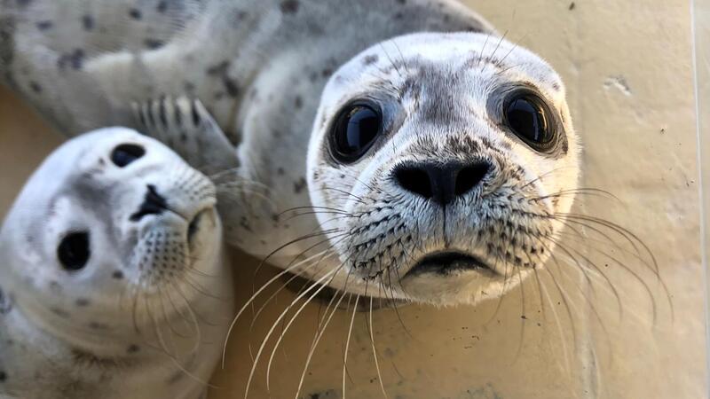 Seehundbaby Fussel: Warum wir schuld an diesen Schicksalen sind Zwei junge Seehunde schauen in die Kamera.