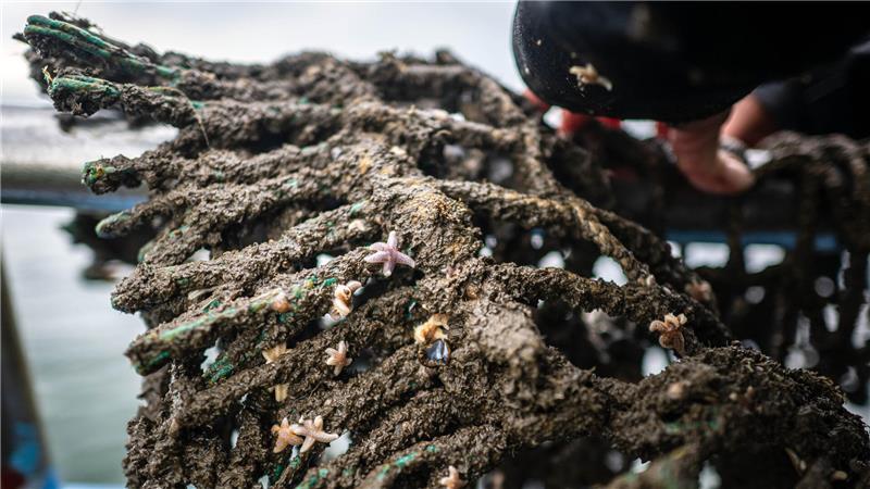 So jagen Taucher Geisternetze am Grund der Nordsee Seesterne hängen in einem geborgenen Geisternetz, das im Rahmen des Projektes «Geisternetze Ostfriesland» geborgen wurde.